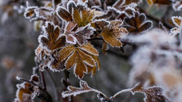 Blätter im Winterfrost