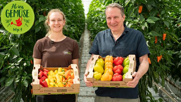 Zwei Personen stehen in einem Gewächshaus und halten Kisten mit verschiedenen Paprikasorten.