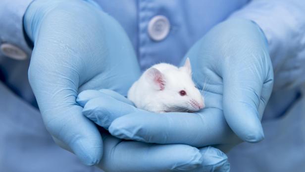 Small experimental mouse is on the researcher's hand
