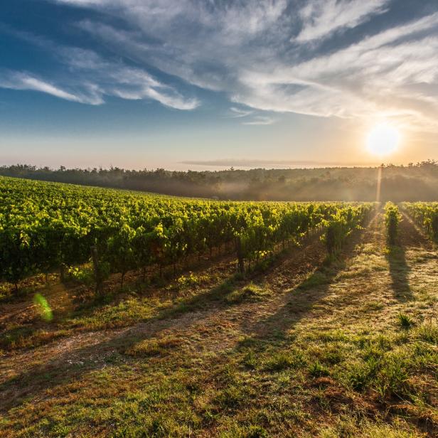 Ein Berg mit mehreren WeinReben-Reihen, mit dem Sonnenaufang am Horizont