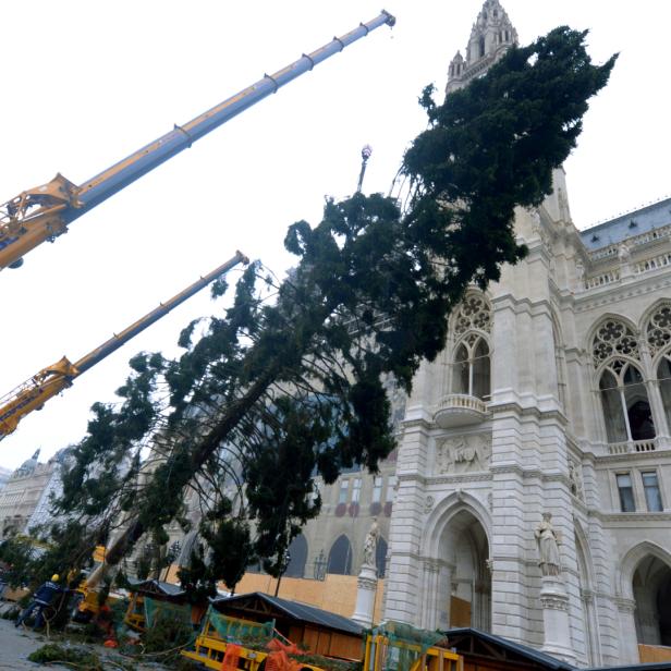 Der heurige Weihnachtsbaum ist 130 Jahre alt