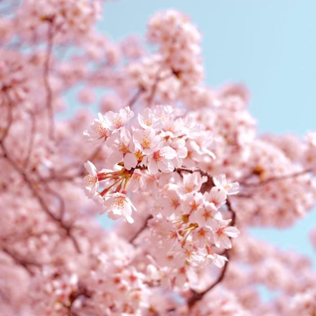 Nahaufnahme von rosa Kirschblüten vor einem hellblauen Himmel.
