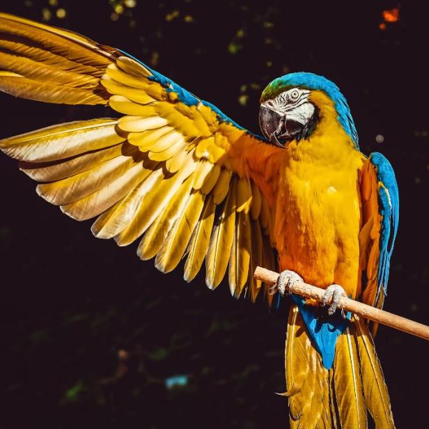 Ein blau-gelber Ara sitzt auf einem Ast und breitet seine Flügel aus.
