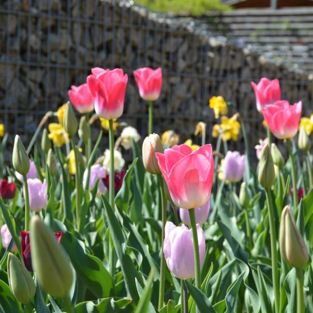 Tulpen