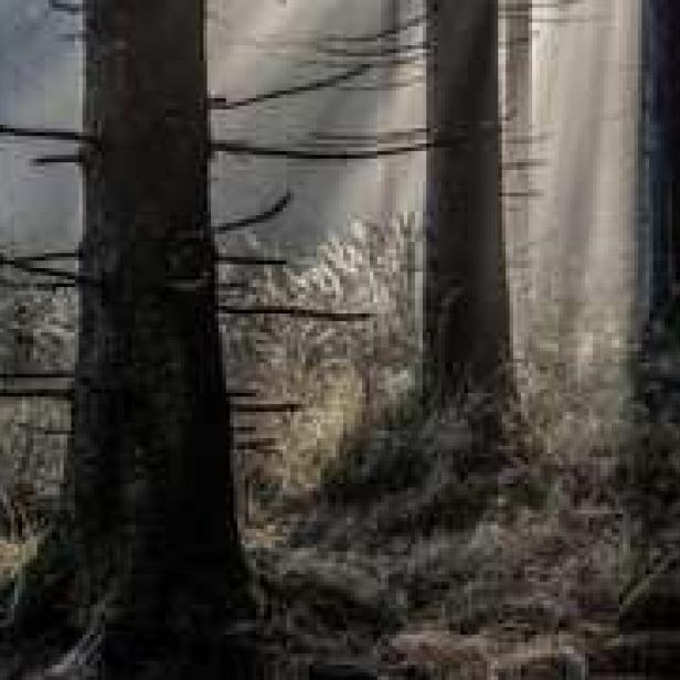 Sonnenstrahlen scheinen durch einen dunklen Wald.