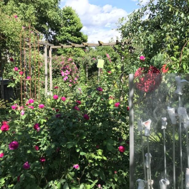 Ein üppiger Garten mit Rosenbüschen und verschiedenen Dekorationen.