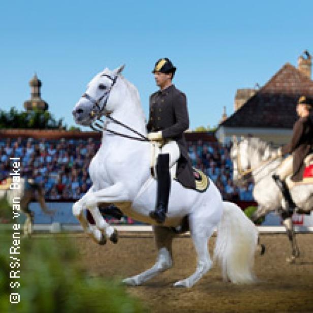 Ein Reiter auf einem weißen Pferd führt eine Dressurübung vor.